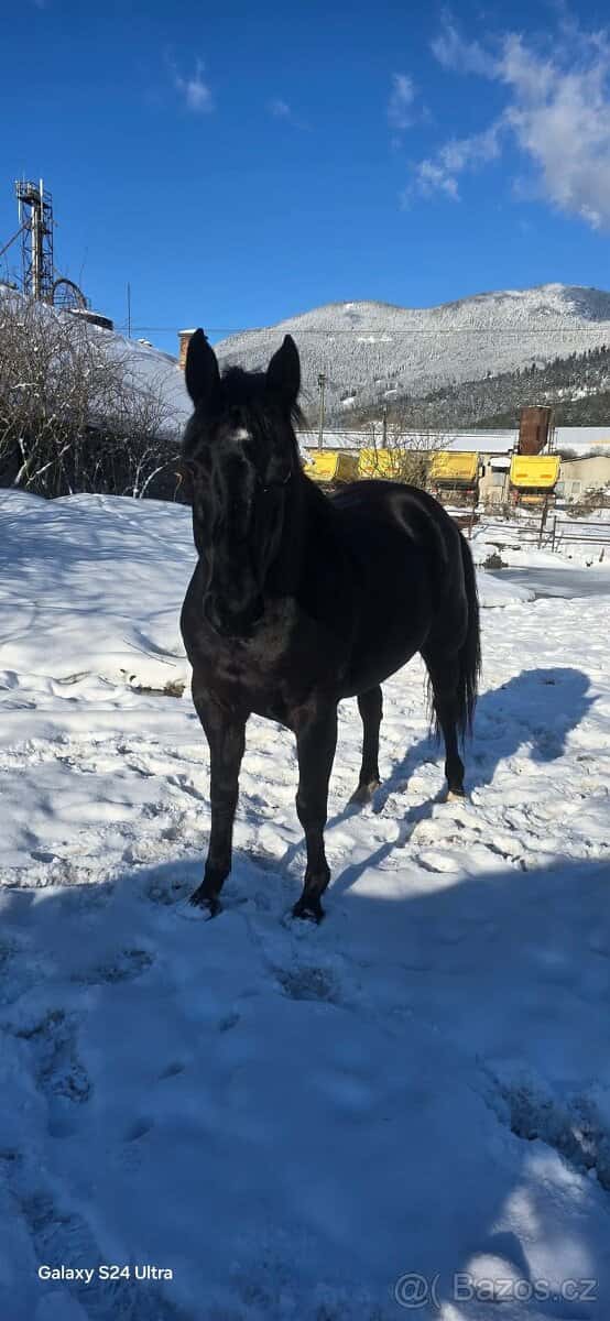 6 ročná kobylka 8