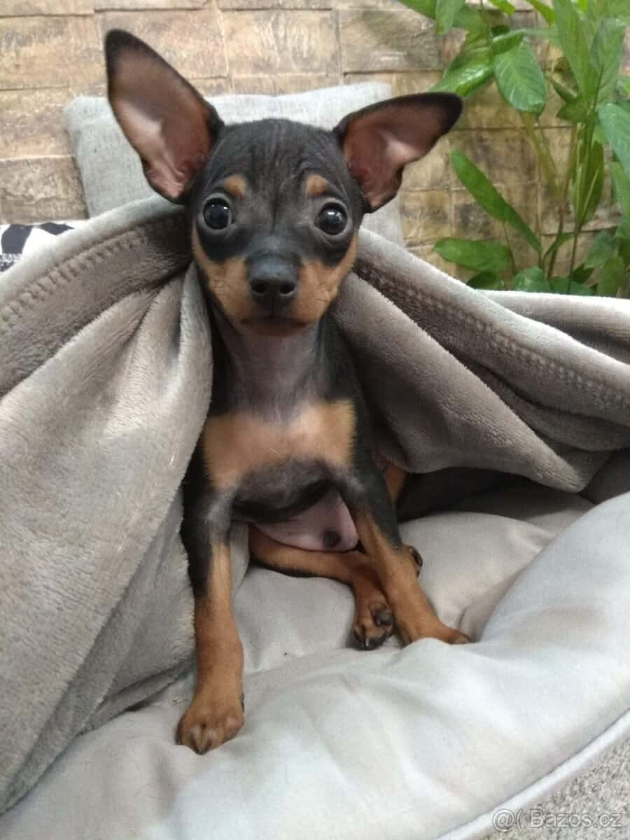Pražský krysařík - štěňata 2