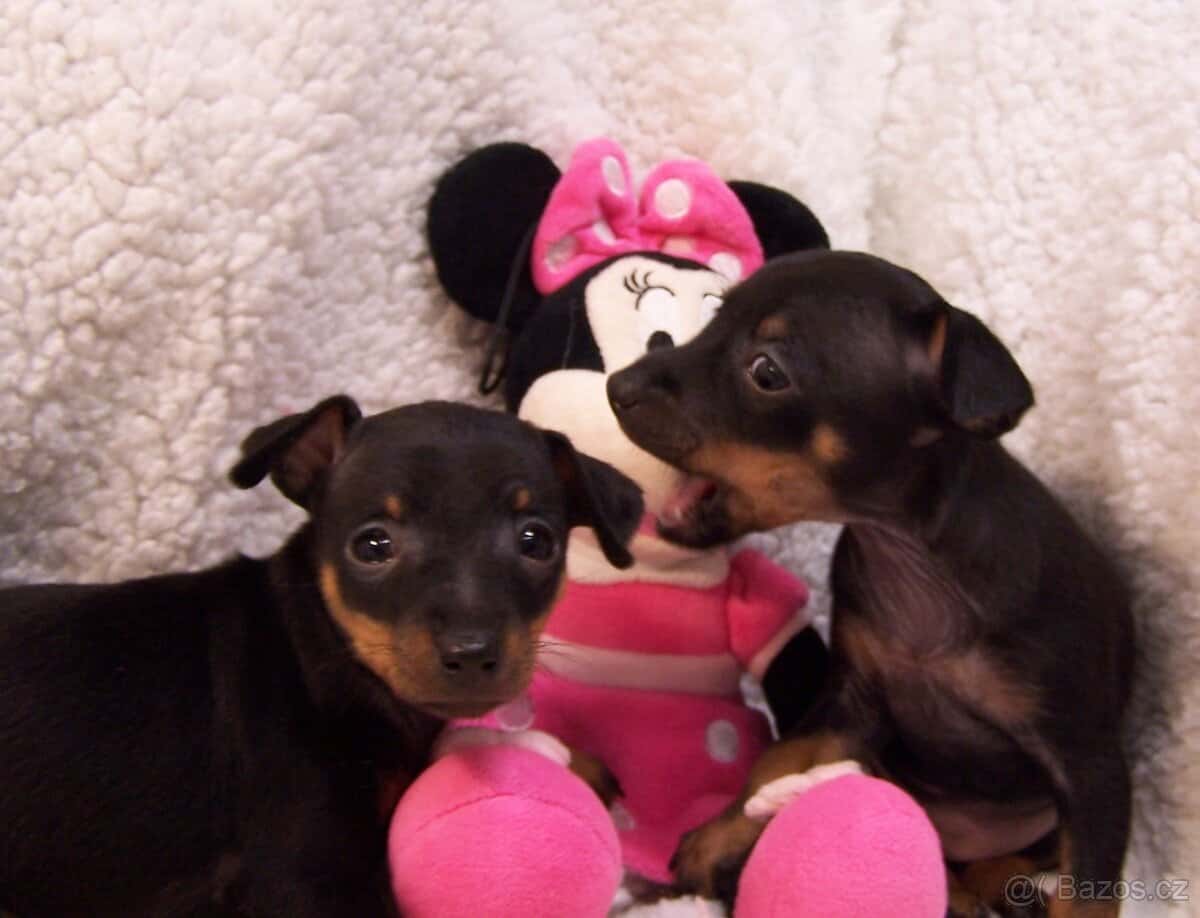 Pražský krysařík - štěňata 8