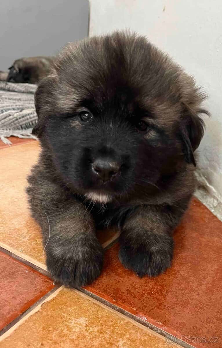 Štěňata šarplaninský pastevecký pes s PP 5