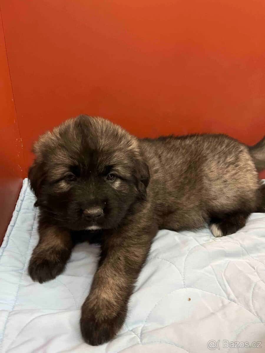 Štěňata šarplaninský pastevecký pes s PP 6