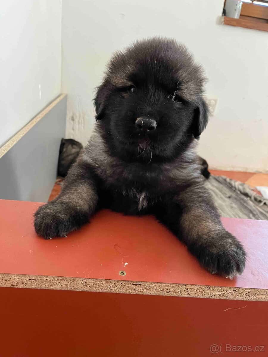 Štěňata šarplaninský pastevecký pes s PP 8
