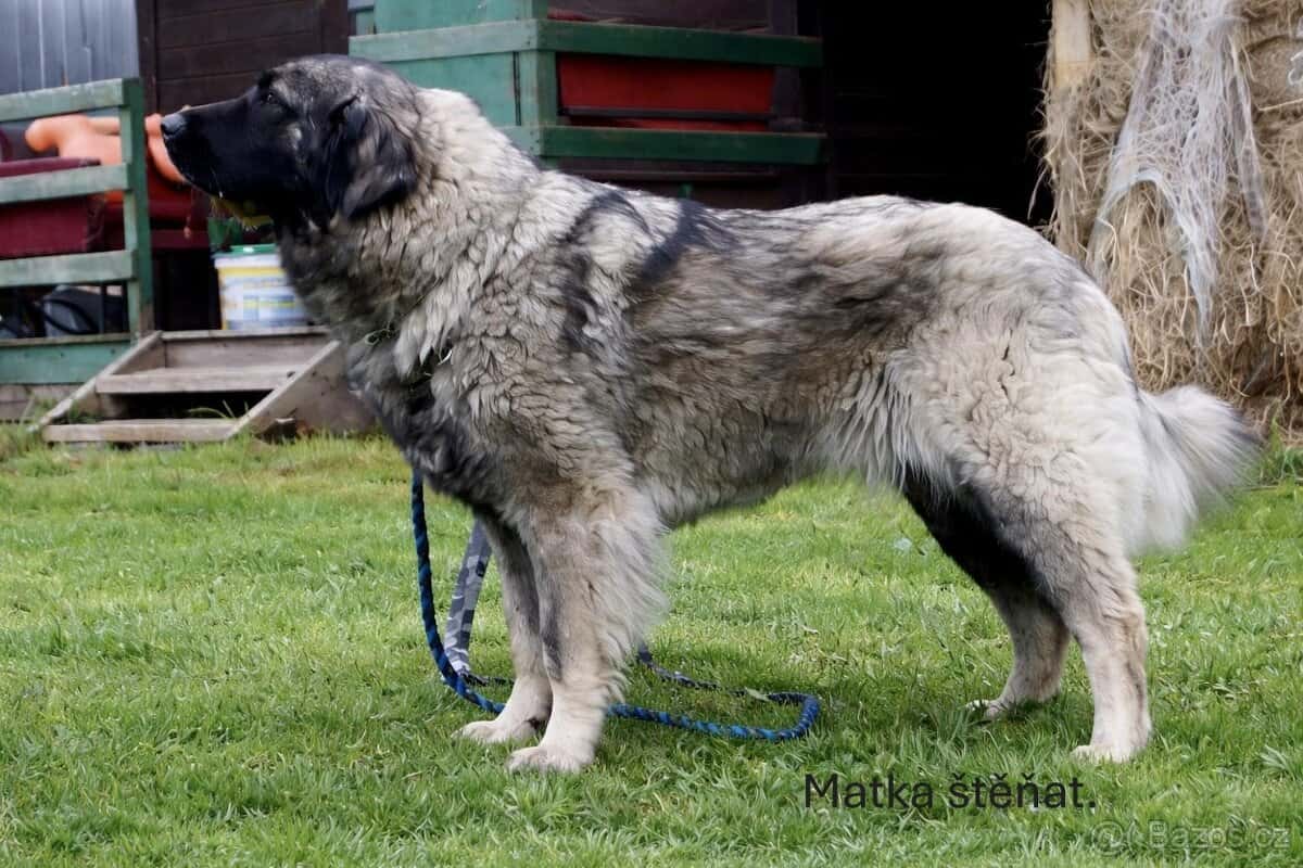 Štěňata šarplaninský pastevecký pes s PP 9