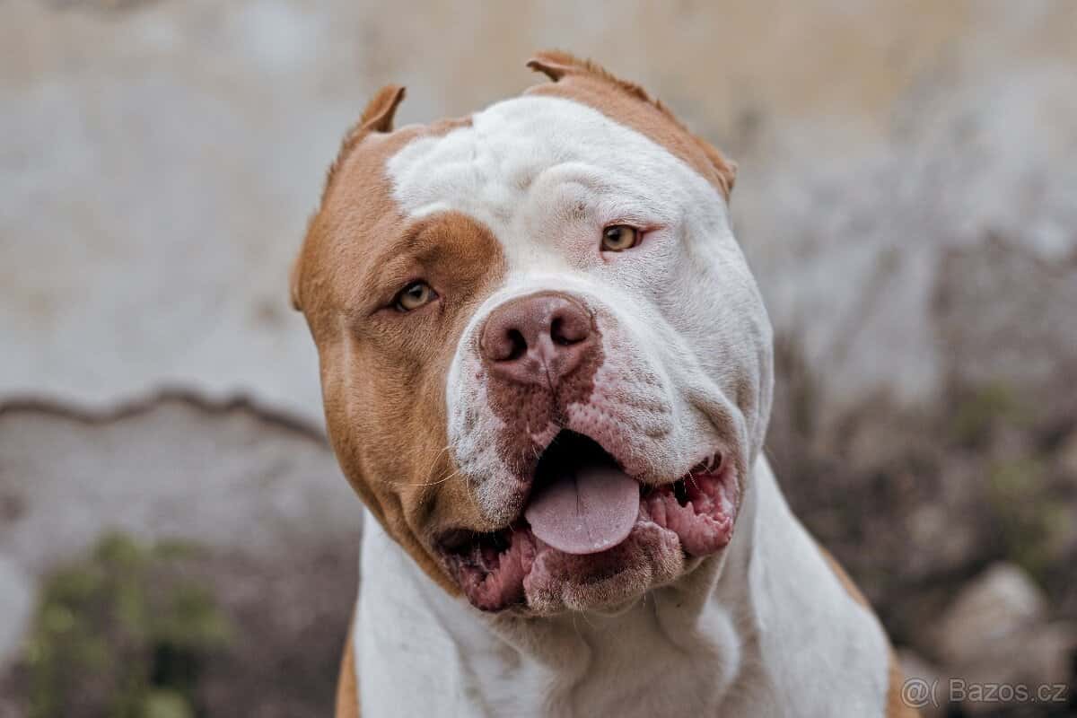 American bully 4