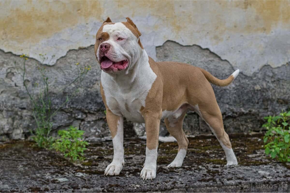 American bully 11