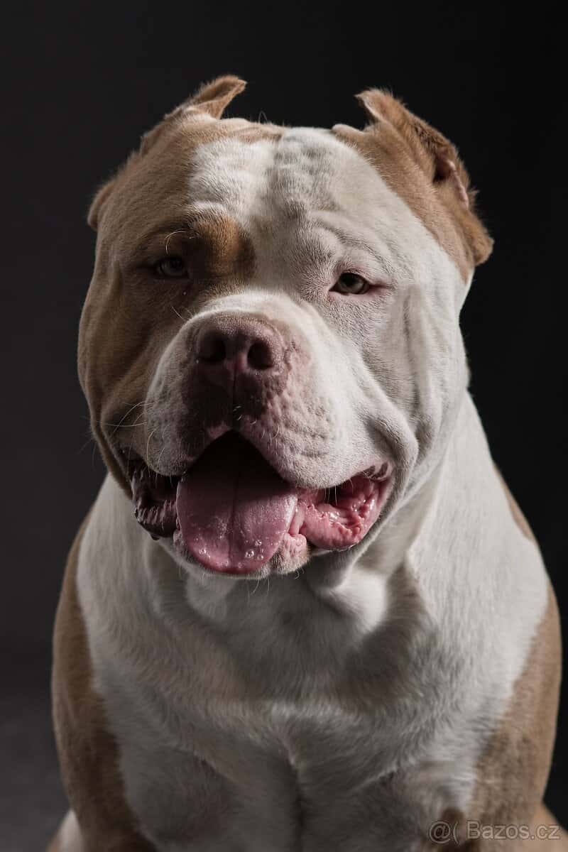 American bully 17