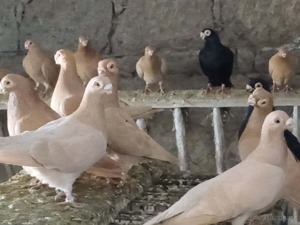 Prodám holuby 3