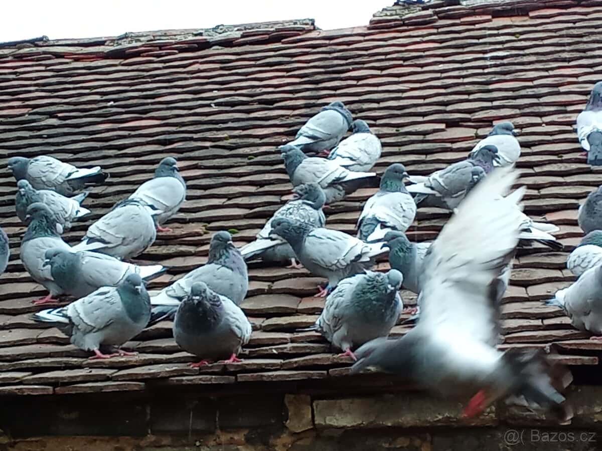 Prodám holuby 8