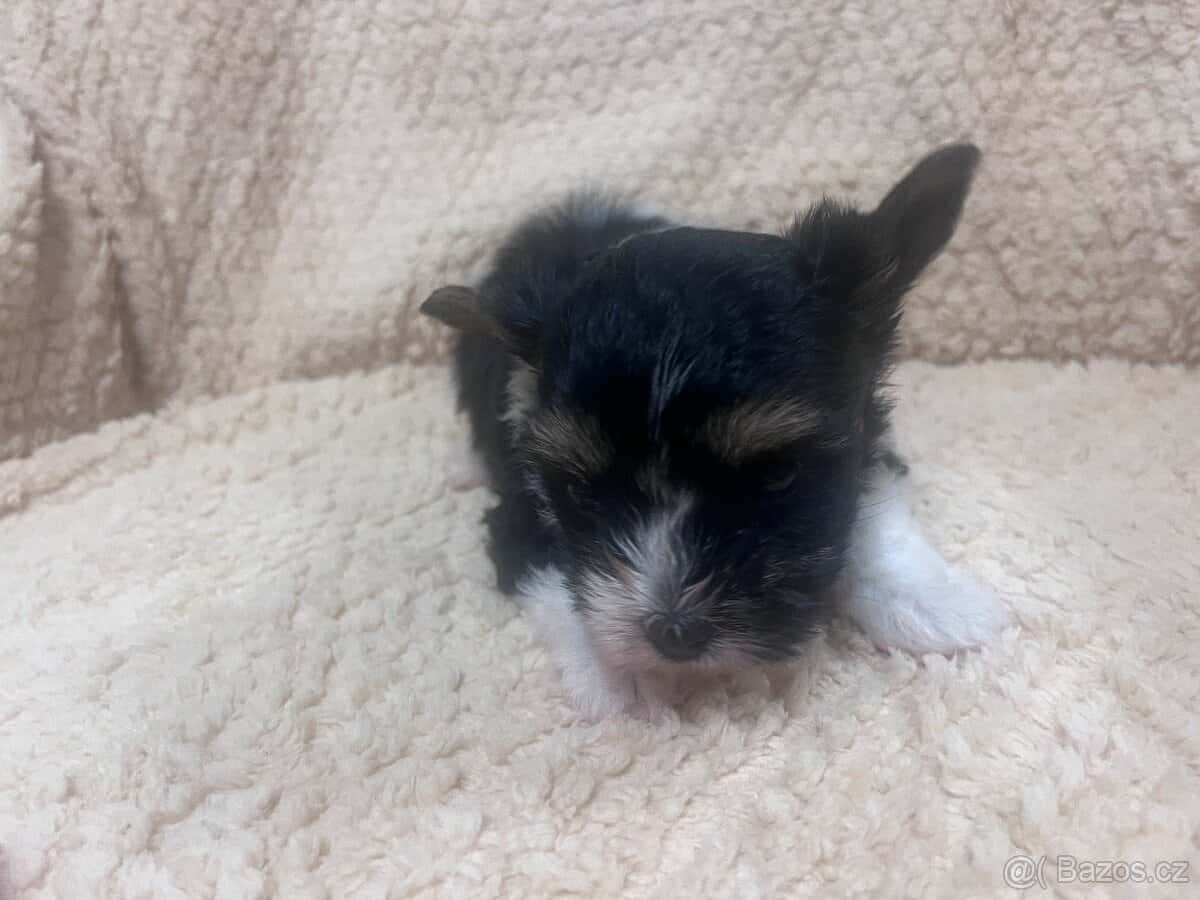 Jorksirsky terier biwier 1