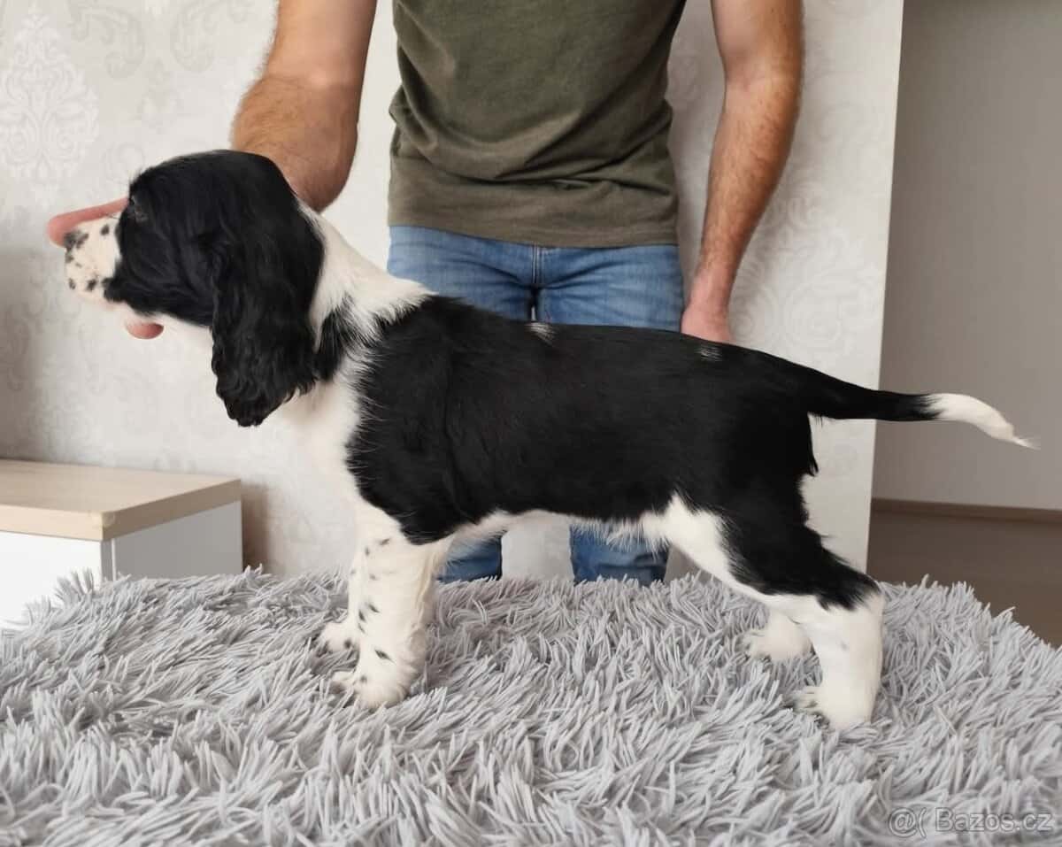 Anglický špringršpaněl s PP pes 3