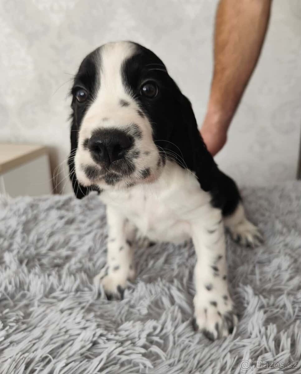 Anglický špringršpaněl s PP pes 5