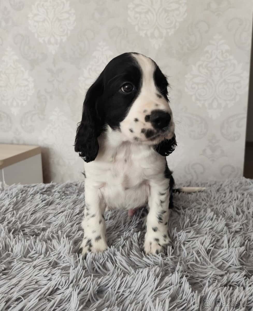 Anglický špringršpaněl s PP pes 7