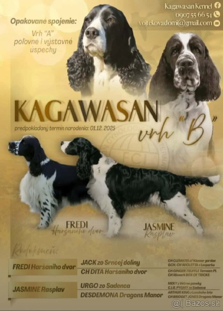 Anglický špringršpaněl s PP pes 9