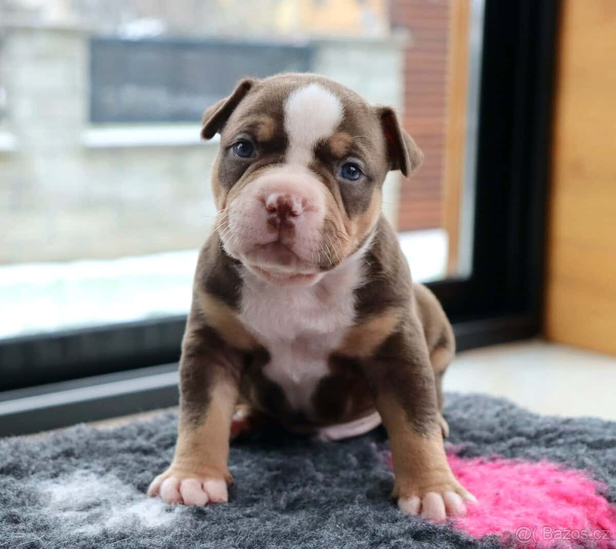 American bully 1