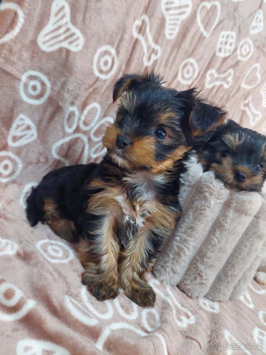 Jorkšírský teriér 4