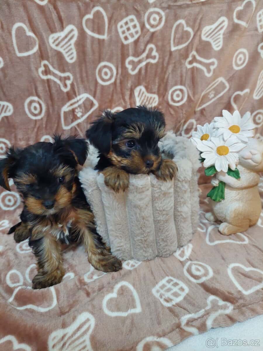 Jorkšírský teriér 6