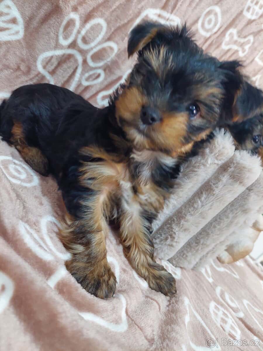 Jorkšírský teriér 8