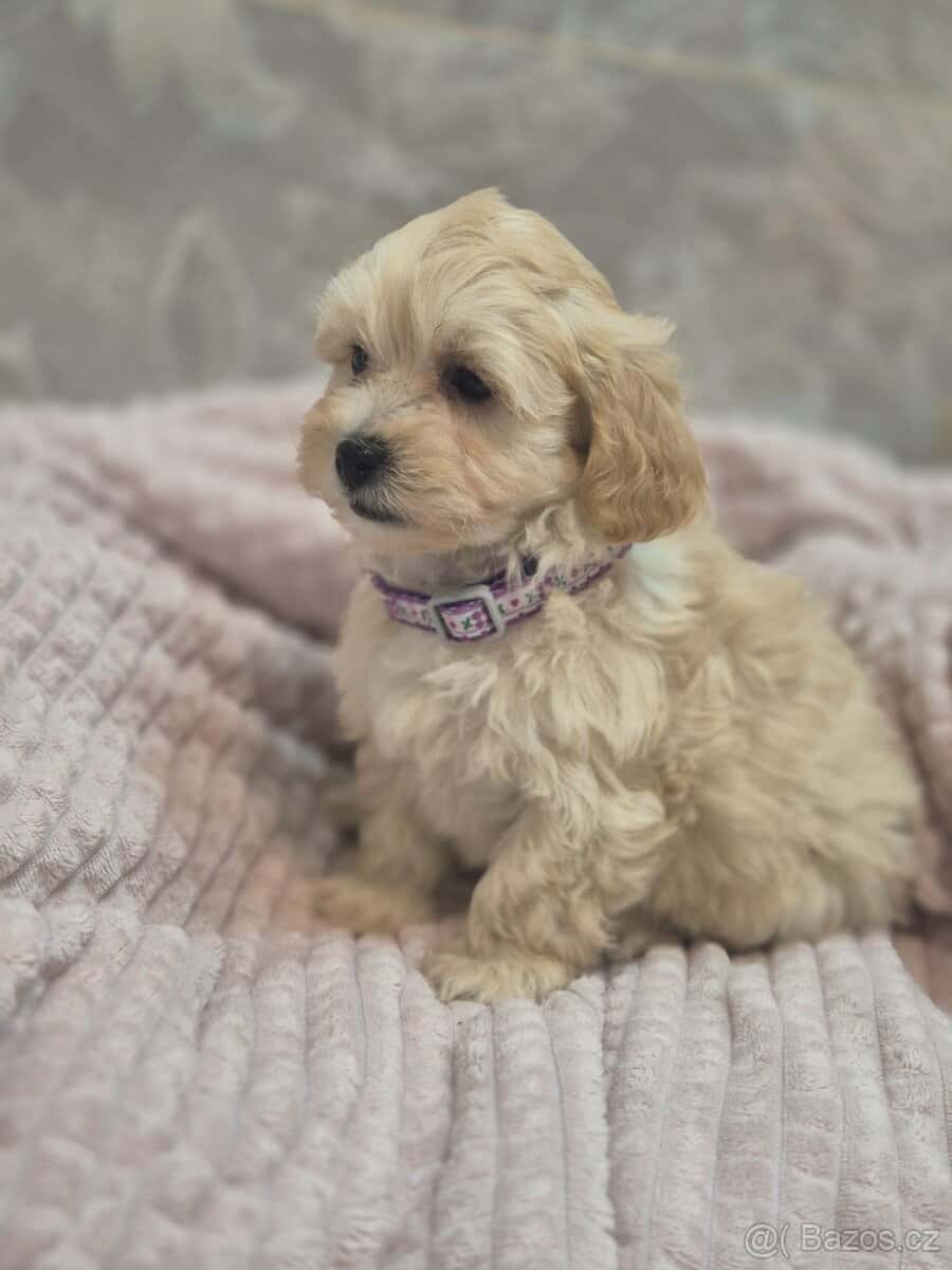 Maltipoo 2