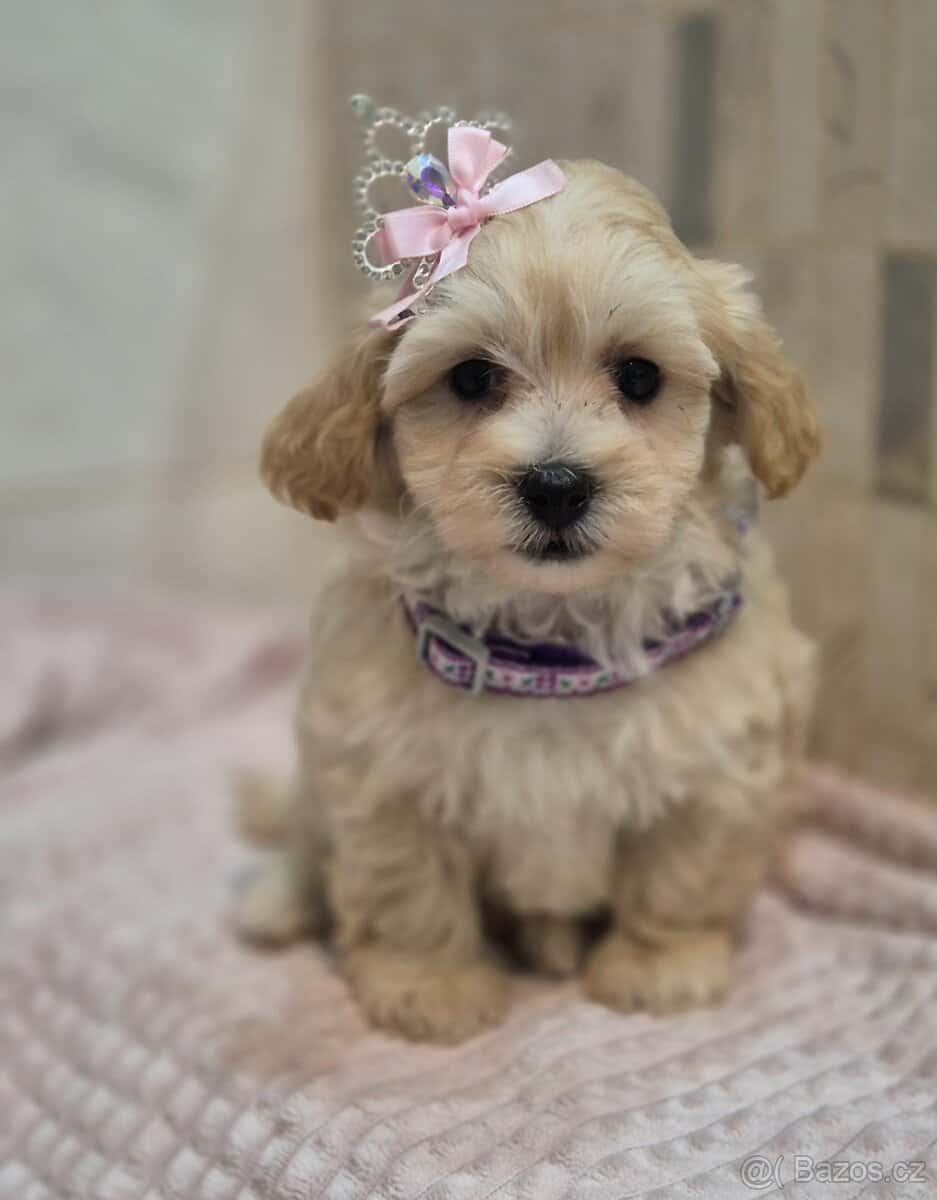 Maltipoo 6