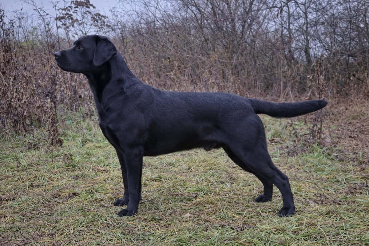 Labrador Retriever 3