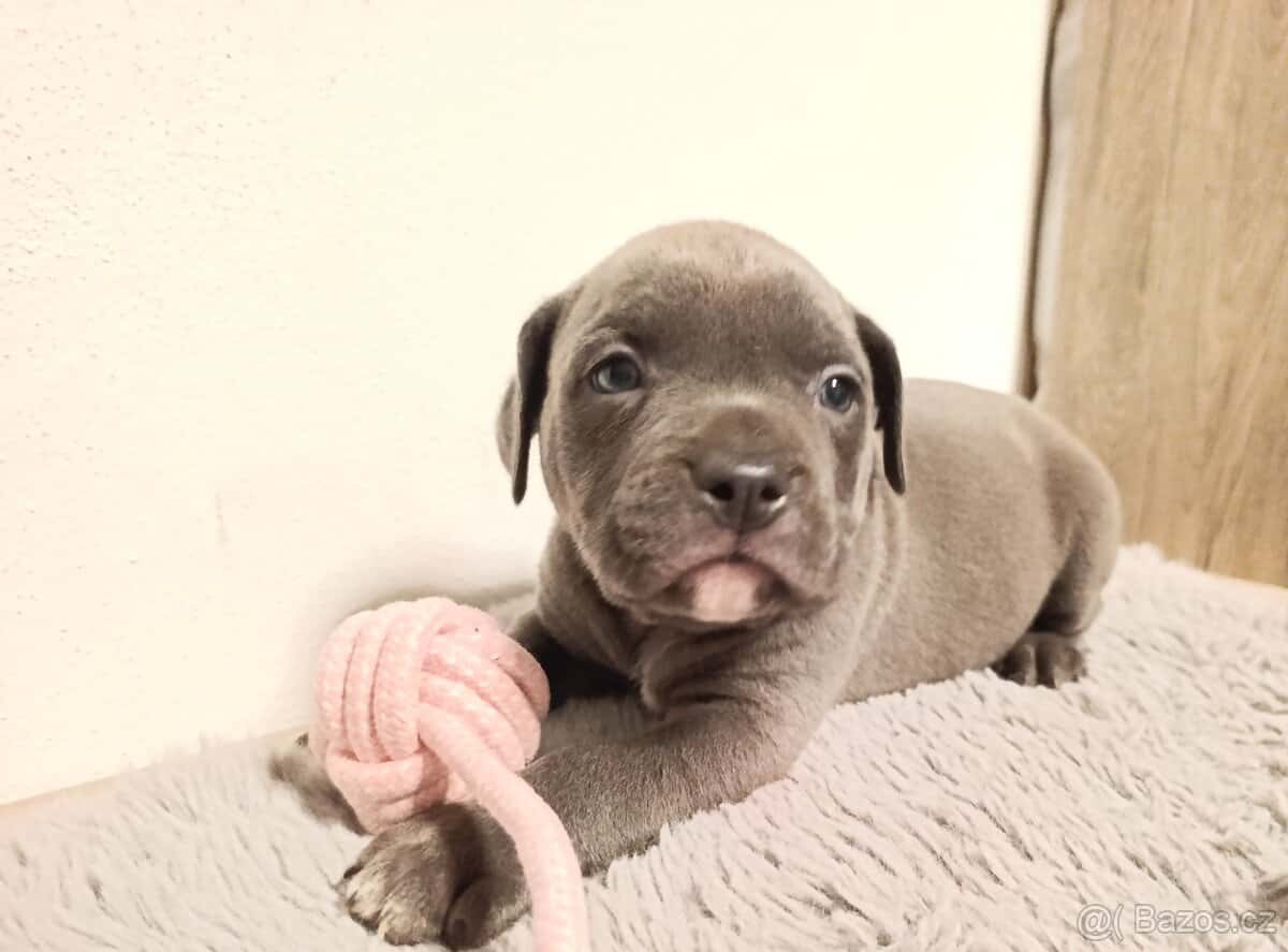 American Bully Standard 3