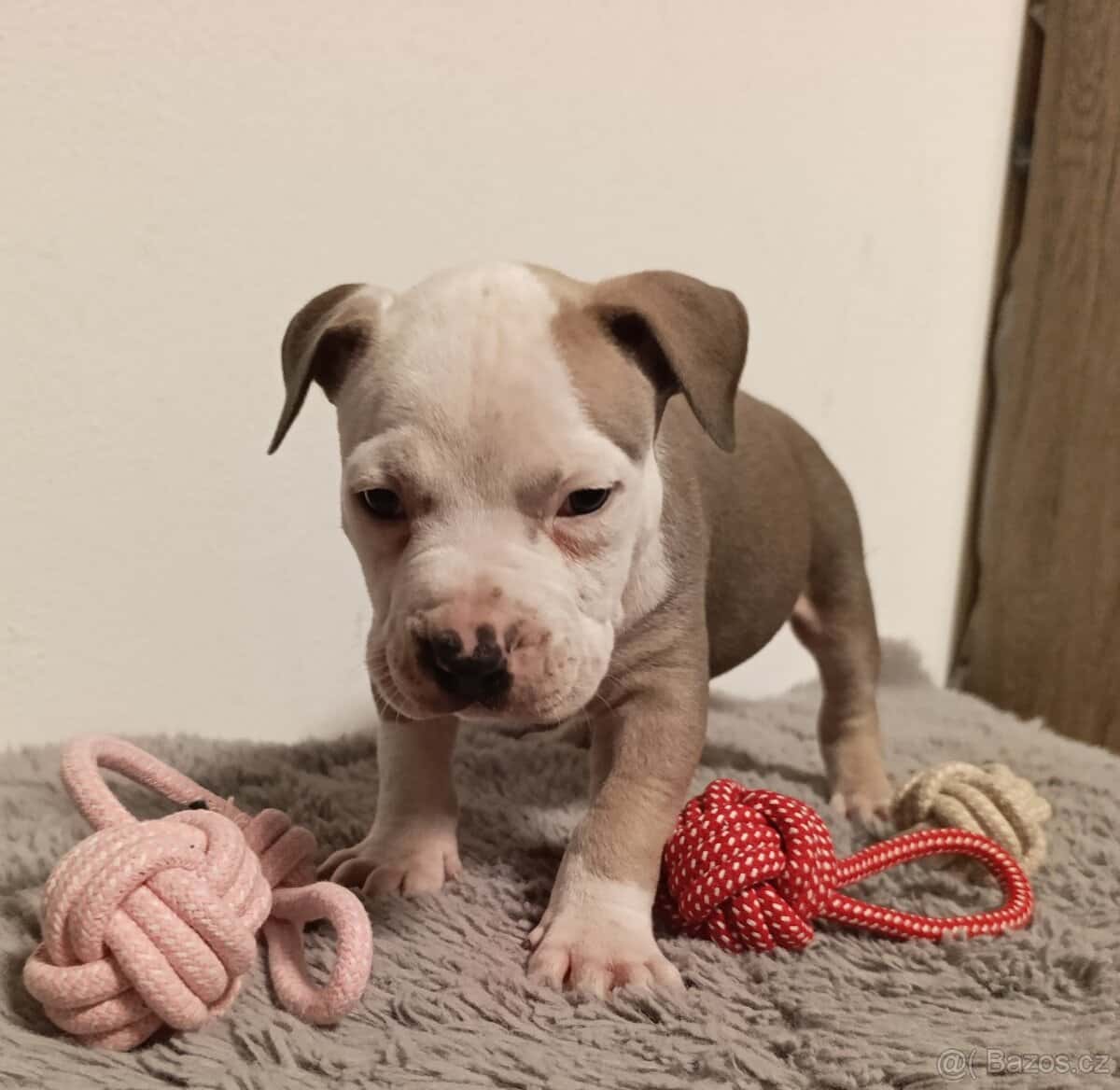 American Bully Standard 8