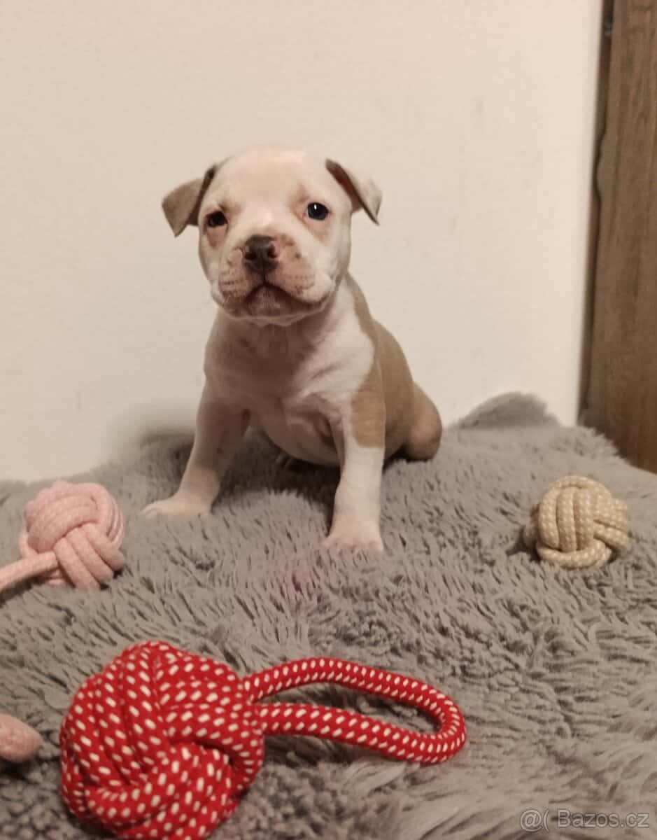 American Bully Standard 12