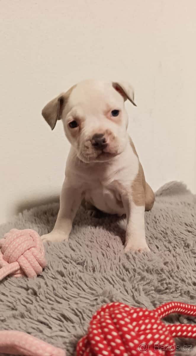 American Bully Standard 13