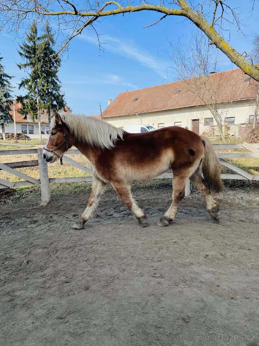 9 letá klisna ČMB 2