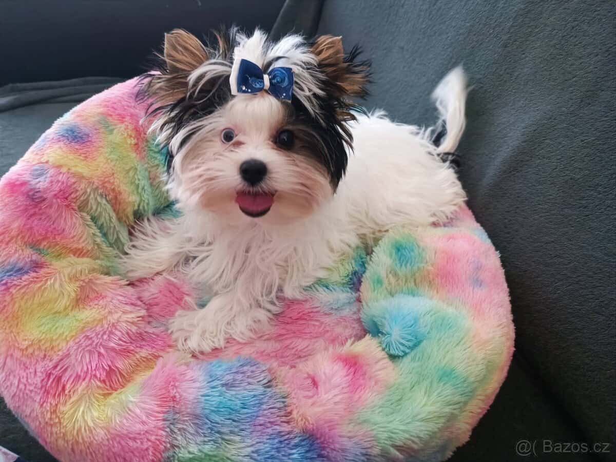 Biewer jorkširský teriér s PP 1